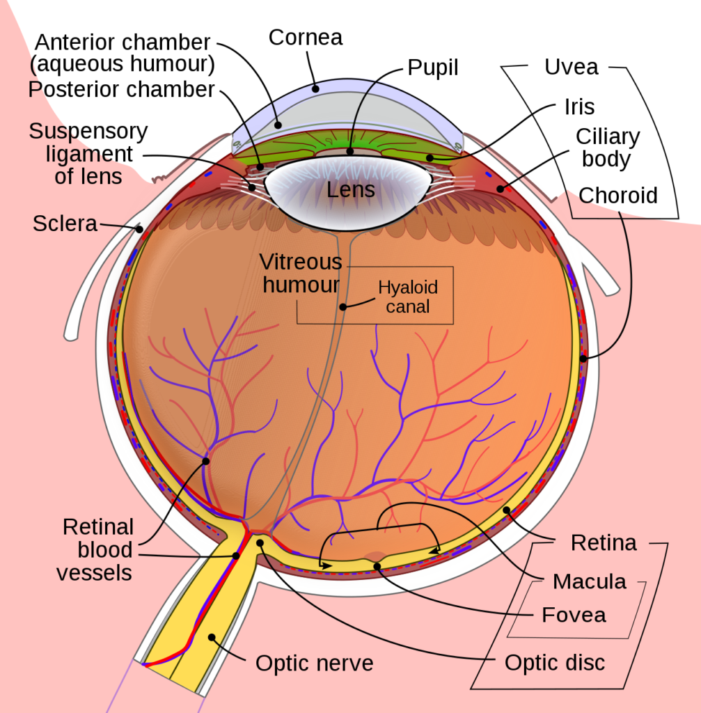 How Many Frames Per Second Can The Human Eye See - What is the “frame ...